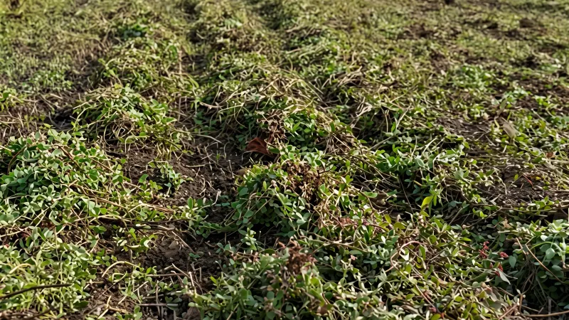 Végétation fraîchement fauchée et rangée en andains sur un sol humide